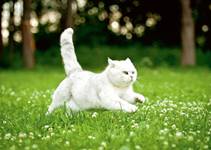 Kot w ogrodzie. Jak chroni roliny przed kotami - adny Dom - Wntrza